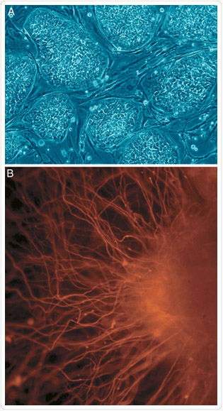 Embrionális őssejtek (A) még nem differenciálódott (B) idegsejtek